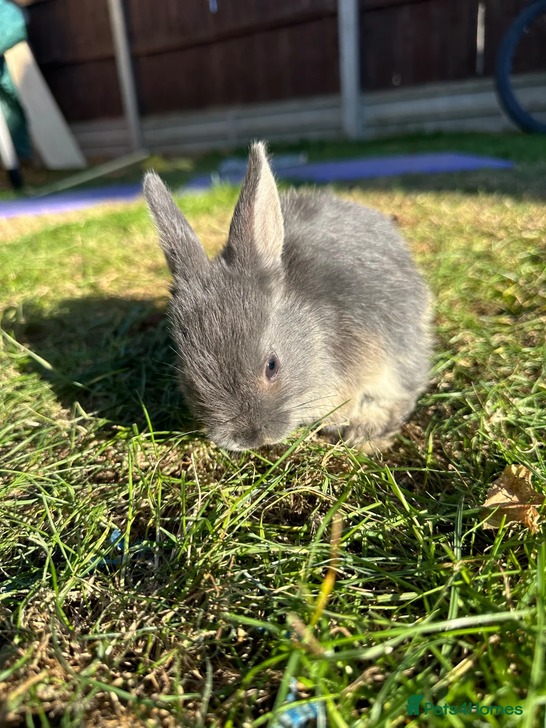 Mixed Breed rabbits for sale: Beautiful Dwarfs lops (Ready to go)  - Advert 2