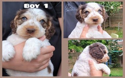 Cocker Spaniel dogs for sale: Blue Roan Tan-Sable Cocker Spaniel– KC bloodline - Image 15