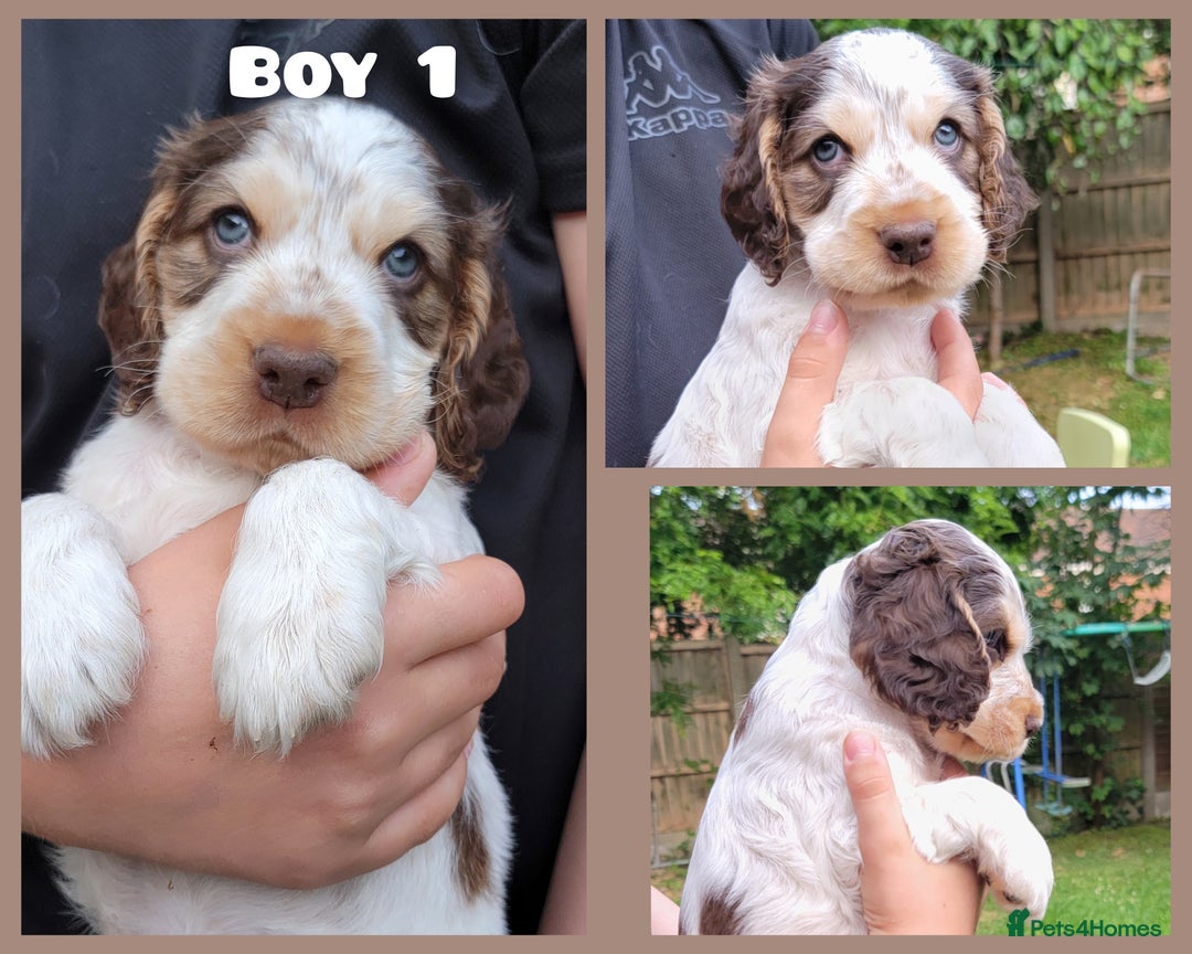 Cocker Spaniel dogs for sale: Blue Roan Tan-Sable Cocker Spaniel– KC bloodline - Image 15