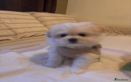 Pomapoo dogs for sale: Pomapoo Puppy - Advert 10