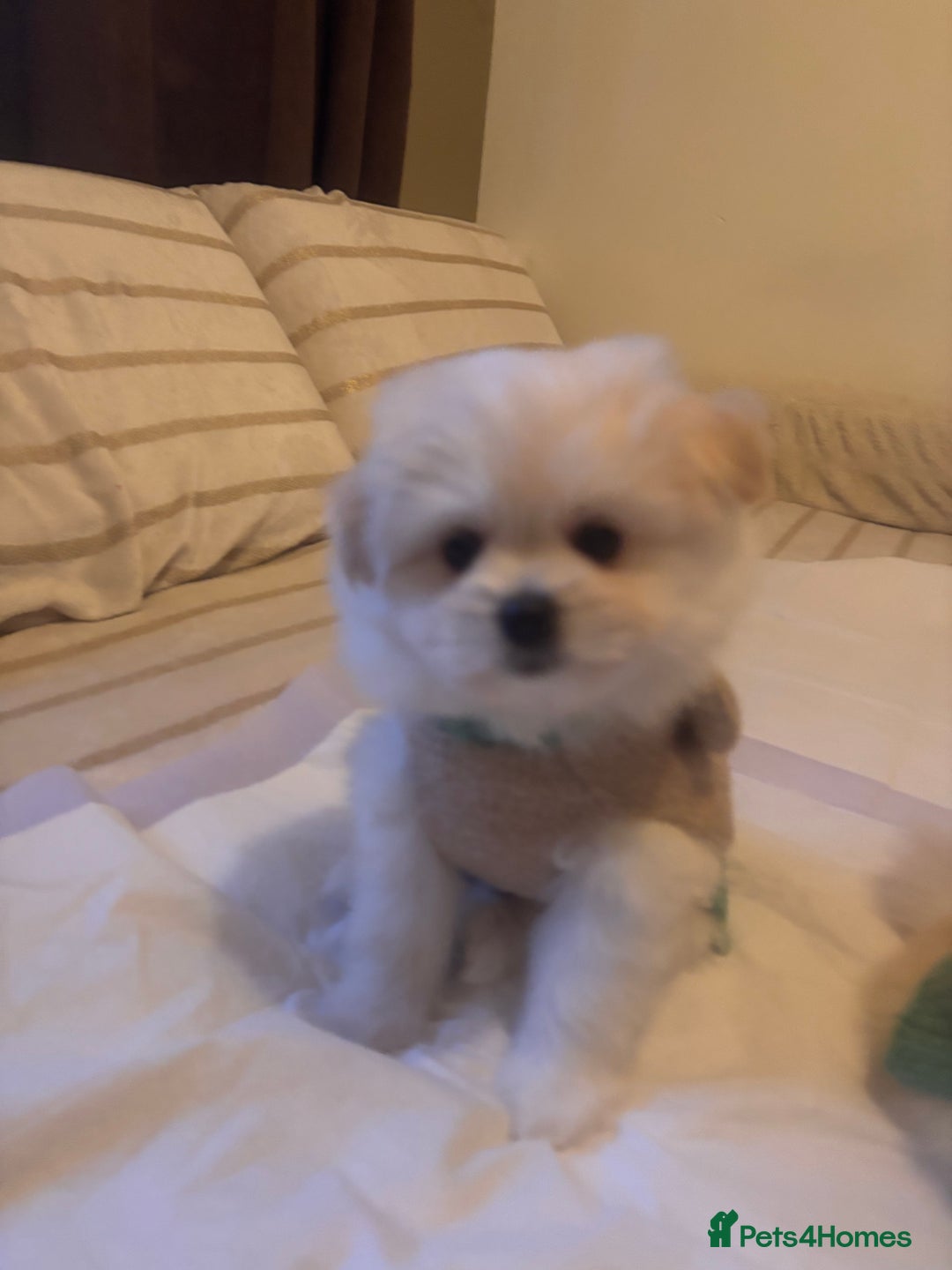 Pomapoo dogs for sale: Pomapoo Puppy - Advert 10