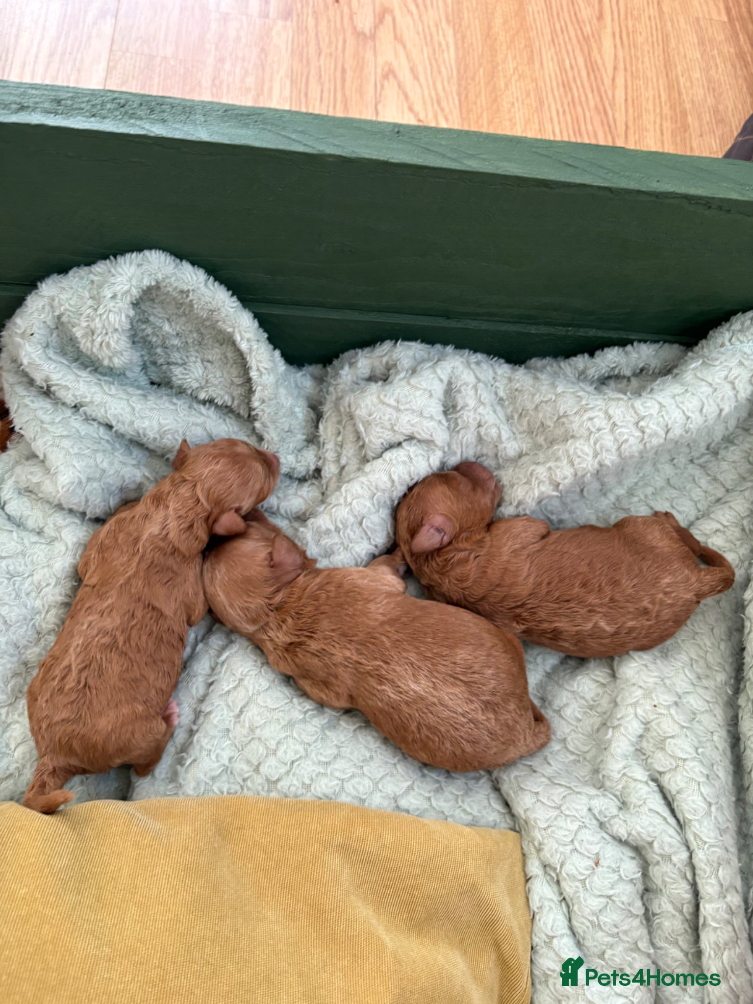 Miniature Poodle dogs for sale: Red Miniature poodle puppy’s 🐩🤍🐾 in Diss - Advert 2