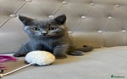 Scottish Fold cats for sale: Amazing Kittens Waiting for You! Just 2 left🥰 - Image 27