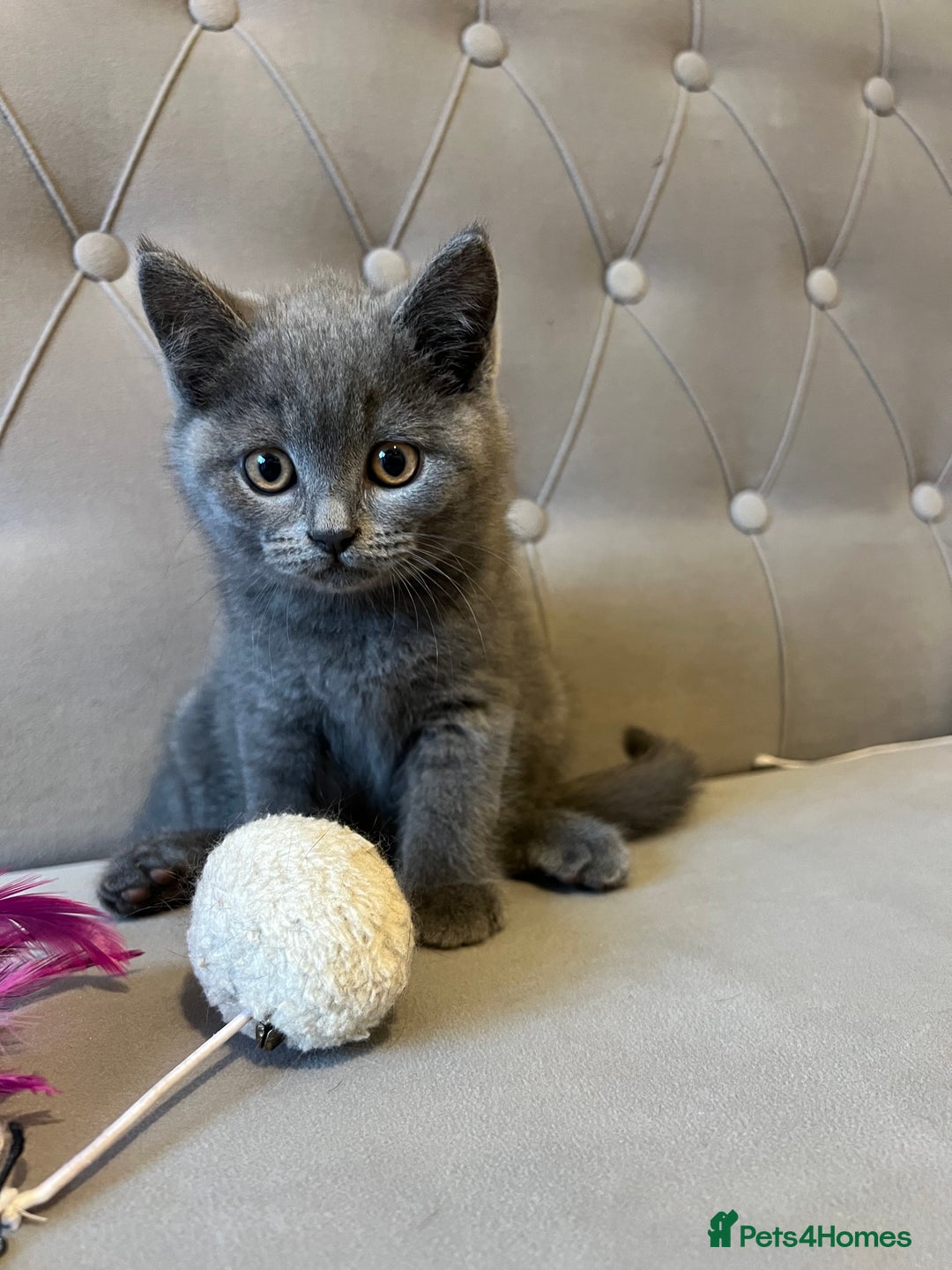 Scottish Fold cats for sale: Amazing Kittens Waiting for You! Just 2 left🥰 - Image 27