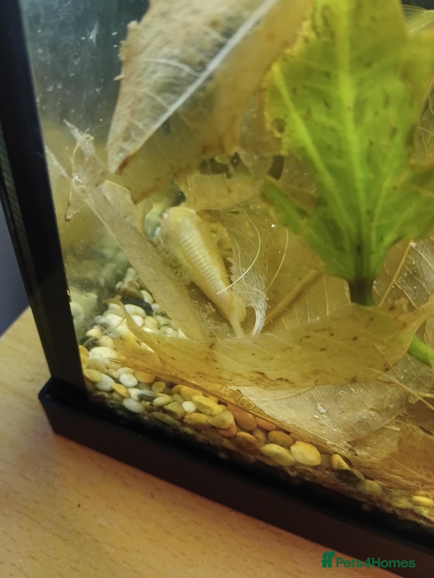 Other/Mixed Breed fish for sale: Mixed fish see description rehome urgently - Advert 1