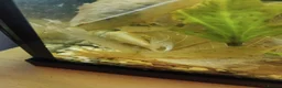 Other/Mixed Breed fish for sale: Mixed fish see description rehome urgently - Advert 1