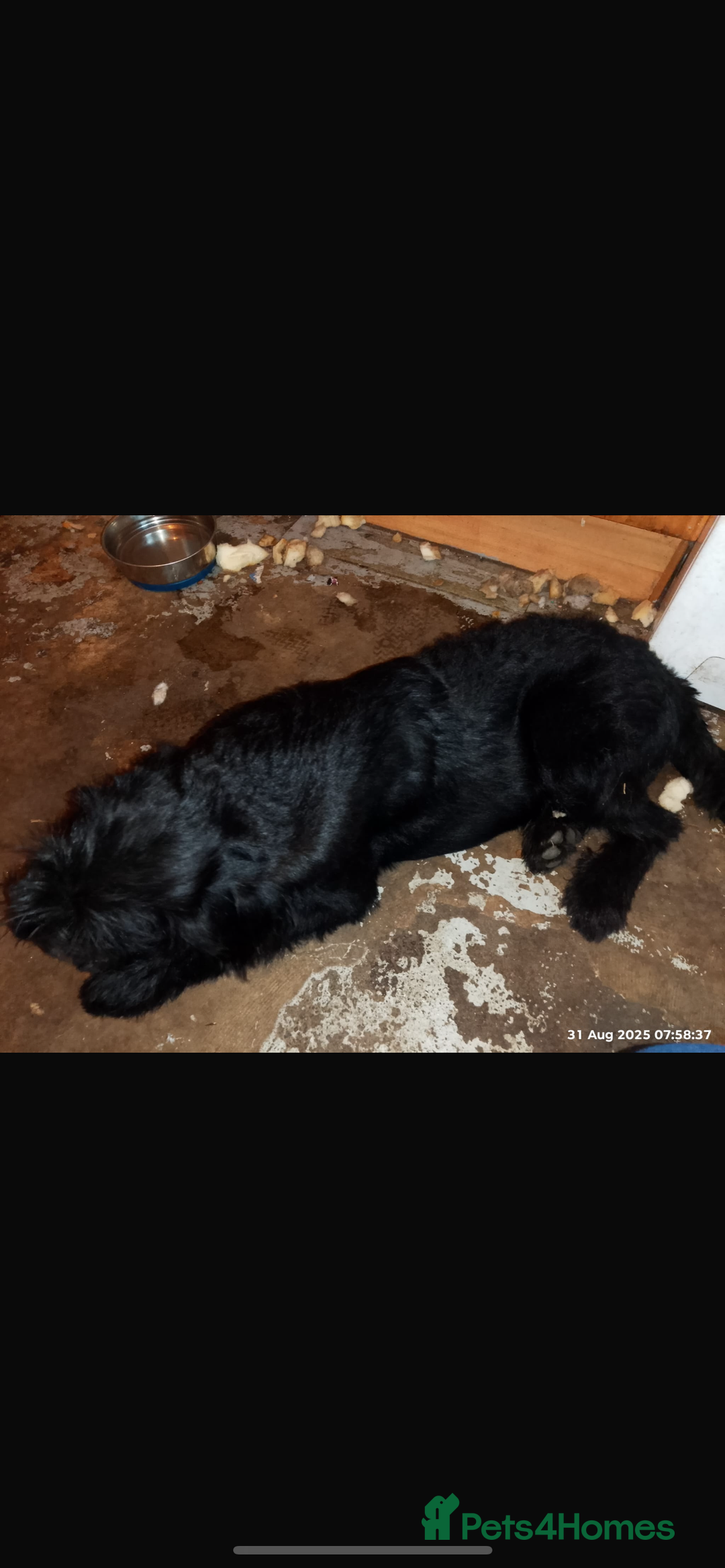 Mixed Breed dogs for sale: Caucasian Shepherd/giant schnauzer gross - Image 5