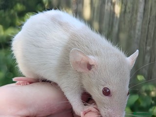 Rat rodents - Advert 35