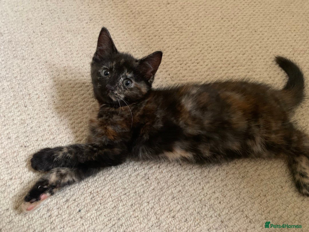 Mixed Breed cats for sale: Cute playful kittens  - Image 5