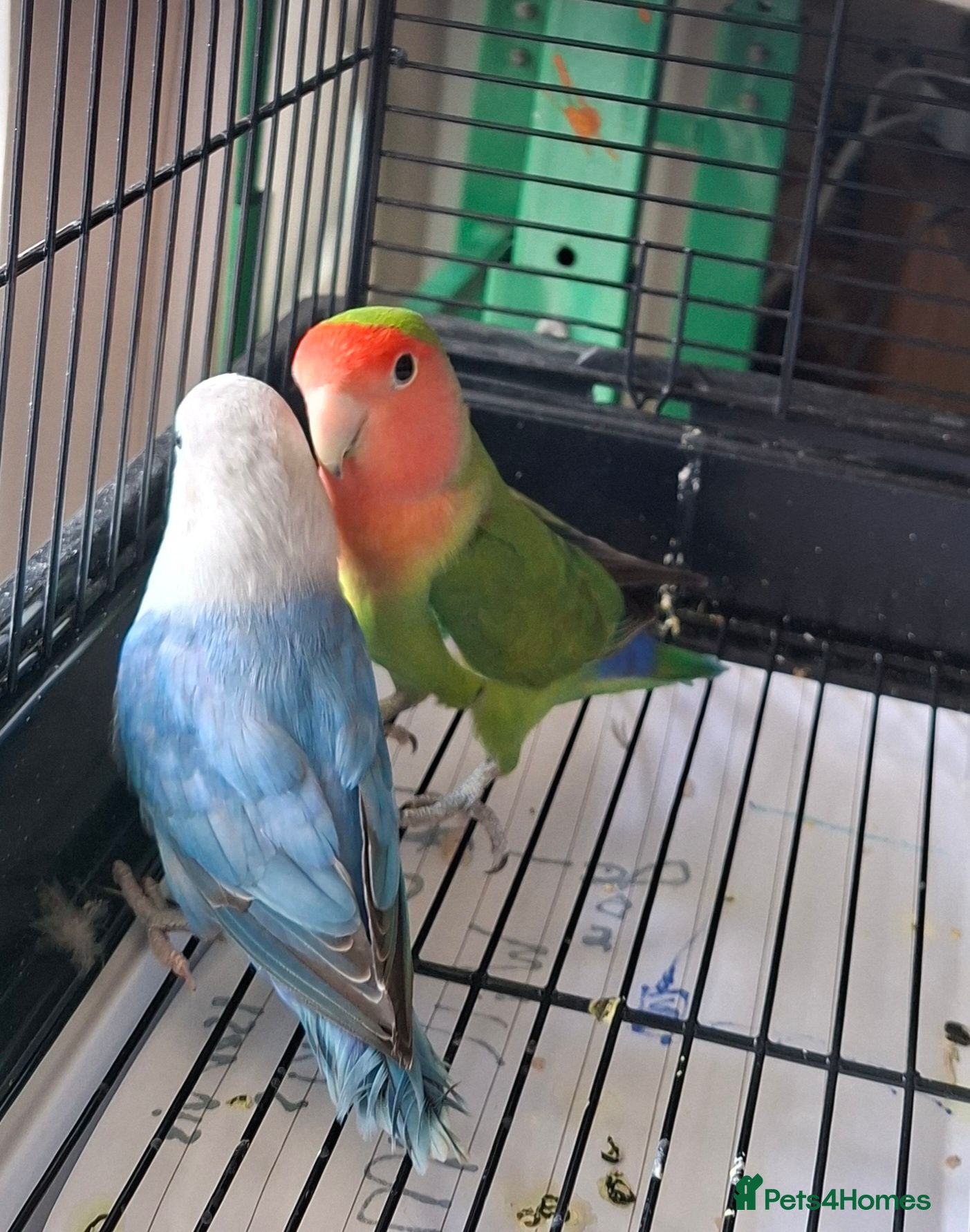 Lovebirds birds Love birds looking for new home.Price for twobirds - Advert 1