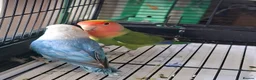Lovebirds birds for sale: Love birds looking for new home.Price for twobirds in London - Advert 1