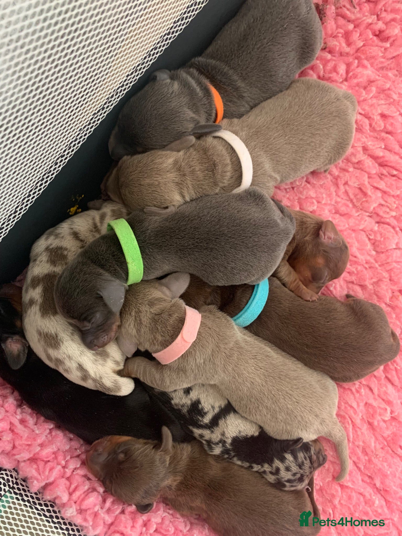 Miniature Dachshund dogs Gorgeous Rainbow litter of miniature dachshunds  - Advert 4