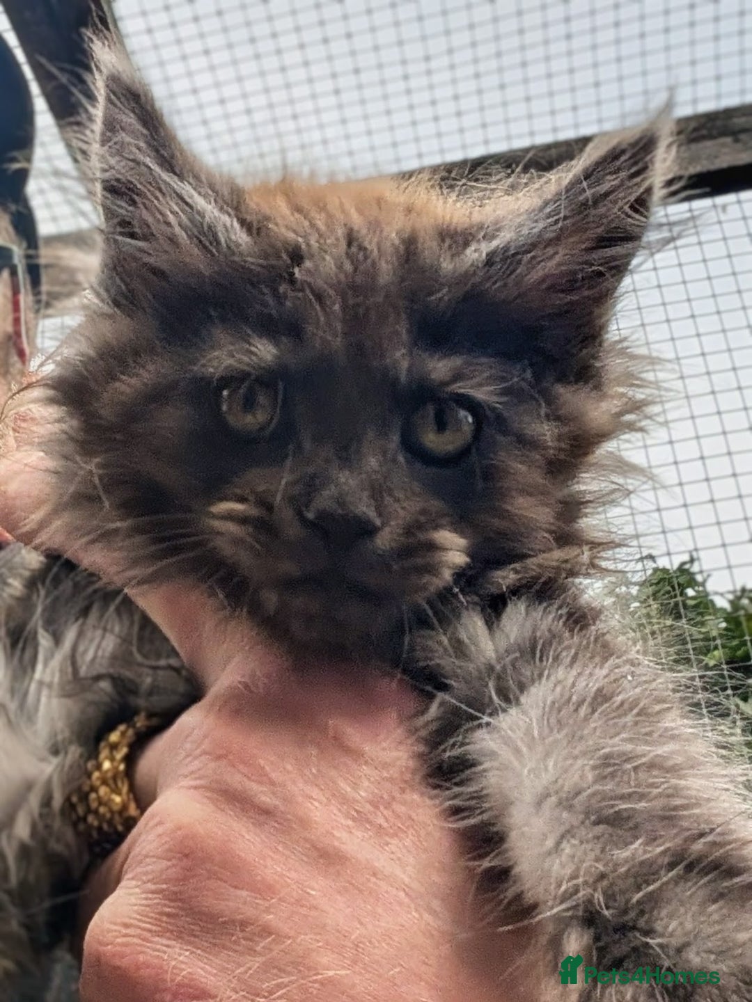 Maine Coon cats for sale: SHOW STANDARD MAINE COONS - Image 1