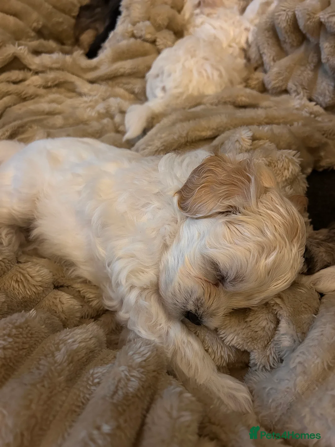 Maltipoo dogs for sale: mini maltipoo male pups, cream and apricot  - Advert 4