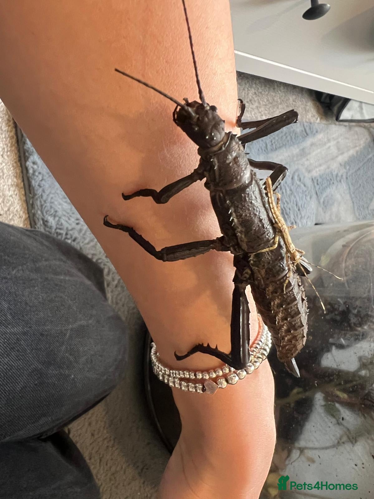 Stick Insects invertebrates Giant thorny stick insects for sale  - Advert 1