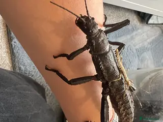 Stick Insects invertebrates Giant thorny stick insects for sale - Advert 1