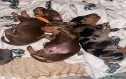 Miniature Dachshund dogs for sale: KC Reg Pedigree Mini Smooth Haired Dachshunds - Image 16