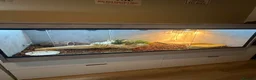 Skink reptiles for sale: Blue tongued skink in Leyland - Advert 9