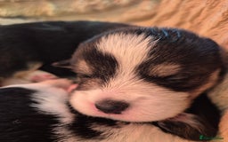 Welsh Corgi Pembroke dogs for sale: Wow !! Bobtail and long available  - Image 7