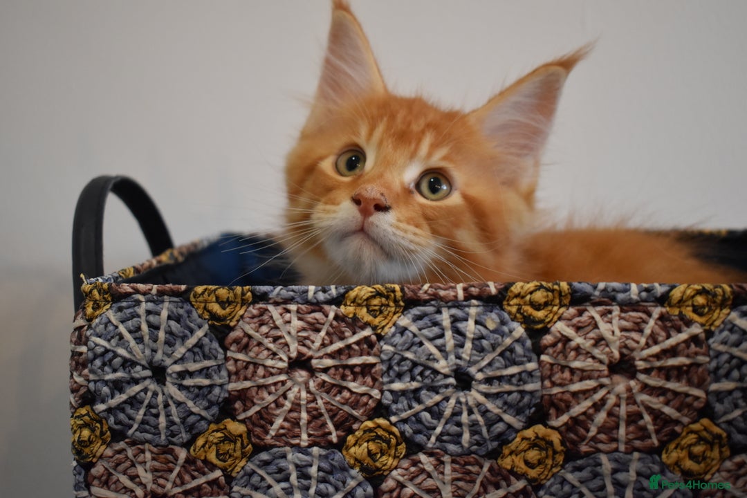 Maine Coon cats for sale: 💕💕💕5 Amazing Maine Coon kittens💕💕💕  - Image 29