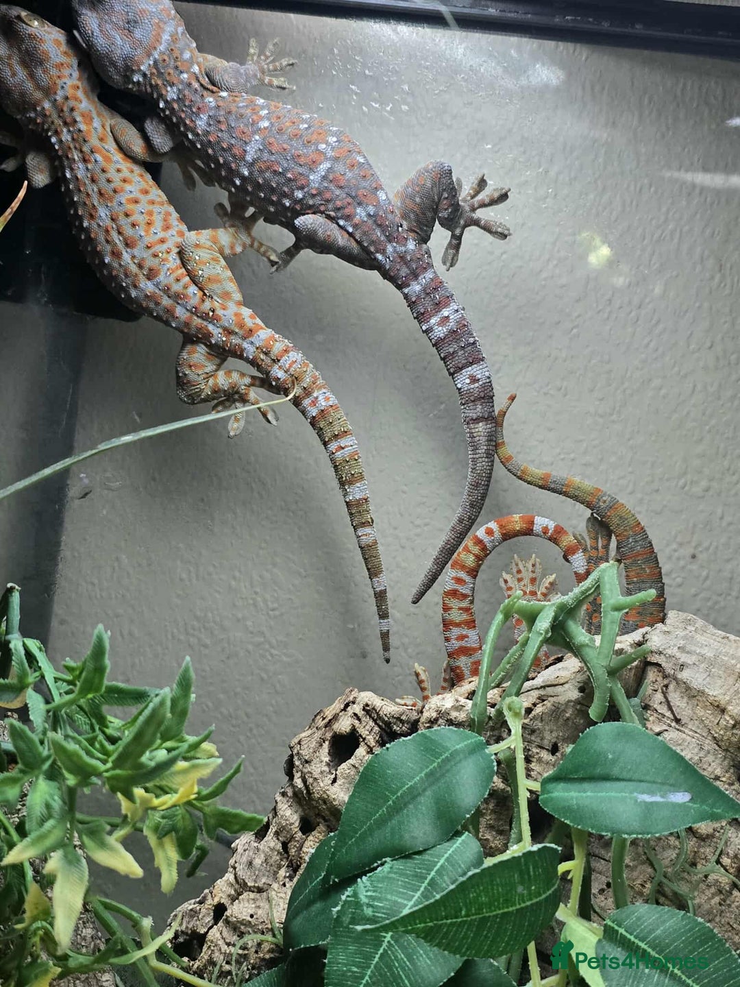 Gecko reptiles for sale: Tokay Geckos - Advert 2