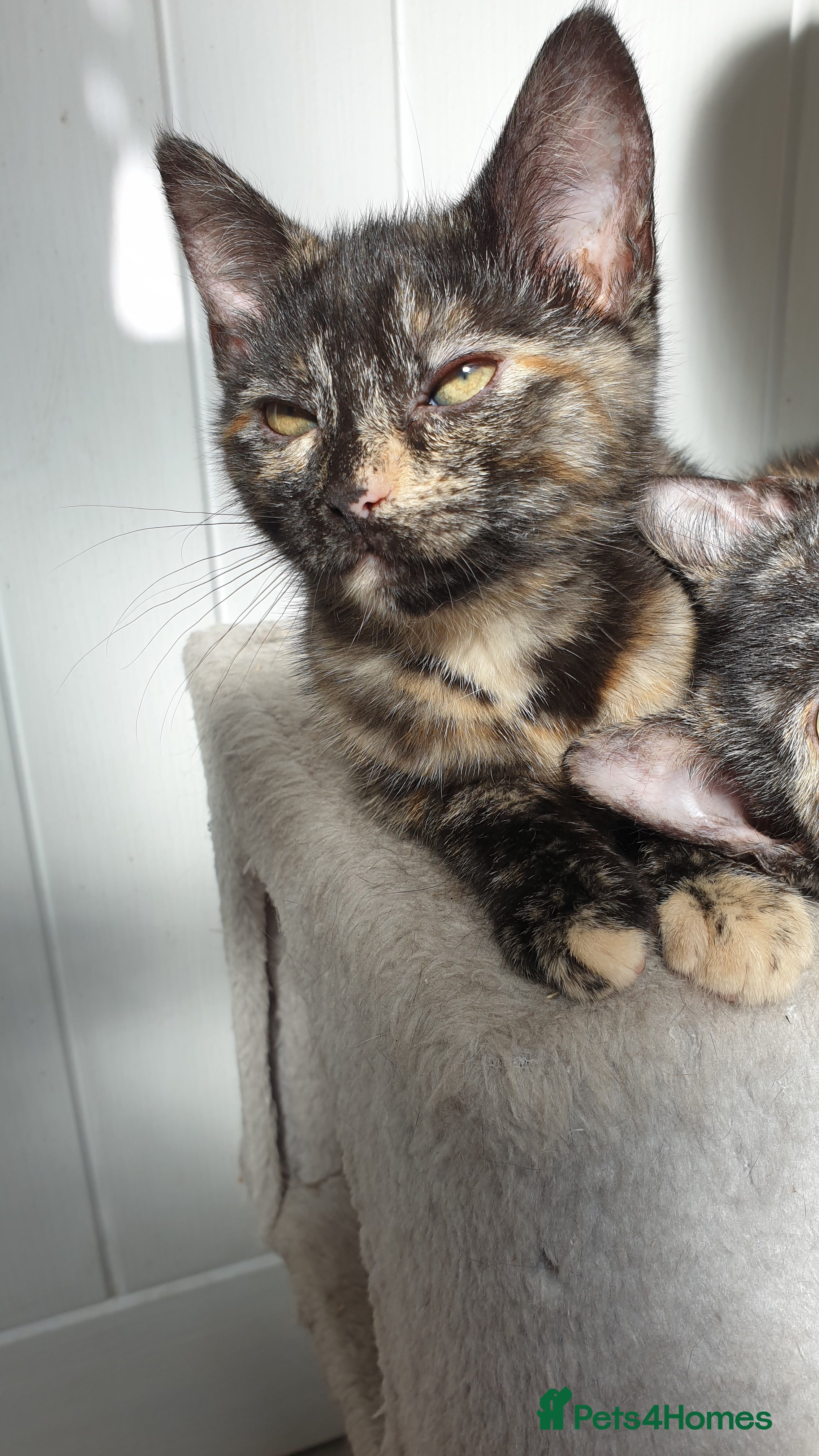 Mixed Breed cats for sale: 4 female kittens  - Advert 4