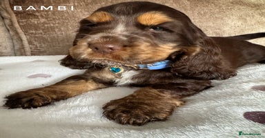 Cocker Spaniel dogs - Advert 9