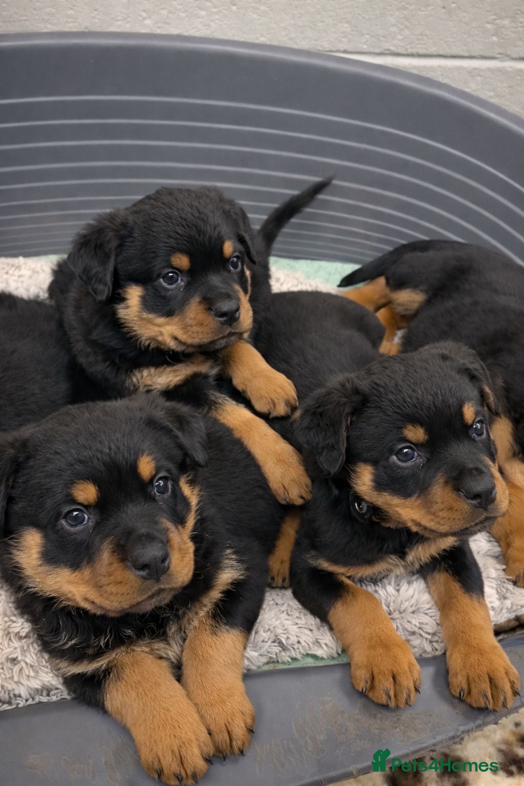 Rottweiler dogs Rottweiler pups KC Registered + Champ Bloodlines - Advert 8