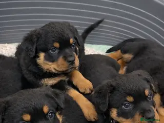 Rottweiler dogs Rottweiler pups KC Registered + Champ Bloodlines - Advert 8