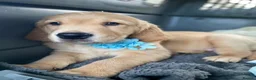 Golden Retriever dogs for sale: One Gorgeous Working Golden Retriever Puppy  in Wellington - Advert 11