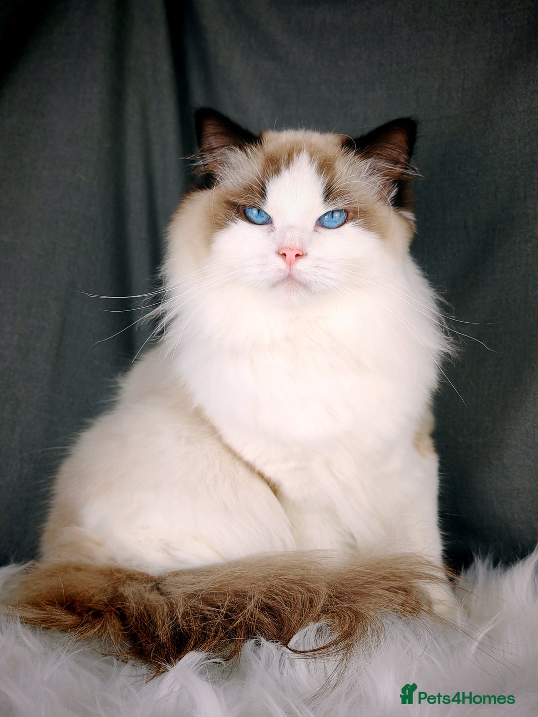 Ragdoll cats for sale: ❤️BEST KITTENS RAGDOLL❤️ CHAMPION REGIONAL WINNER  - Advert 2