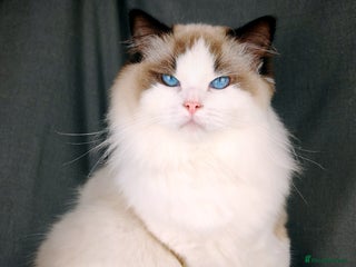 Ragdoll cats - Advert 3