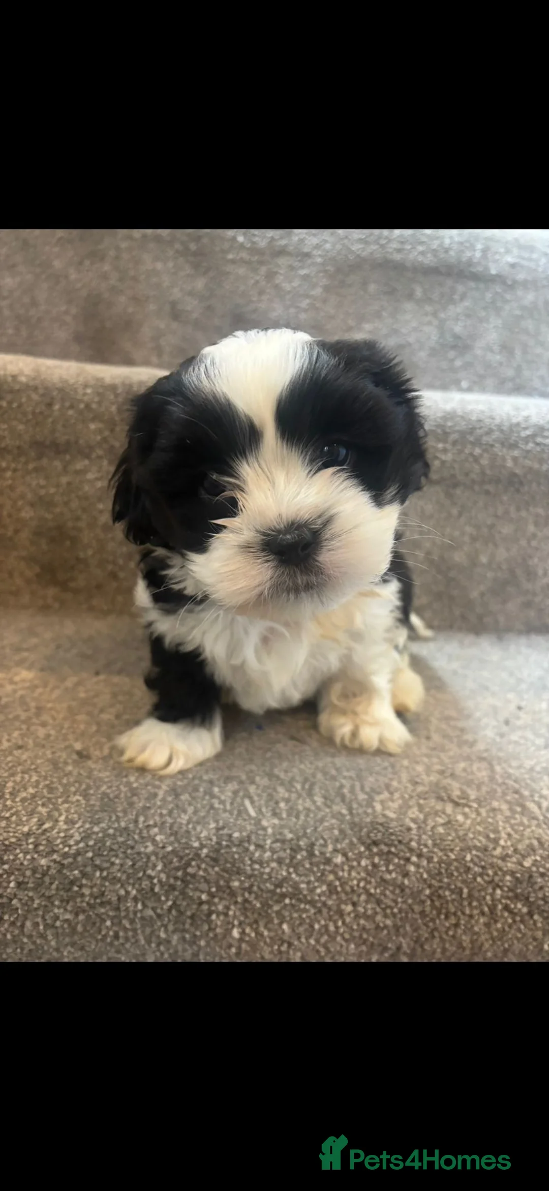 Mixed Breed dogs for sale: 4 Beautiful Cava-Tzu puppies for sale  - Advert 13