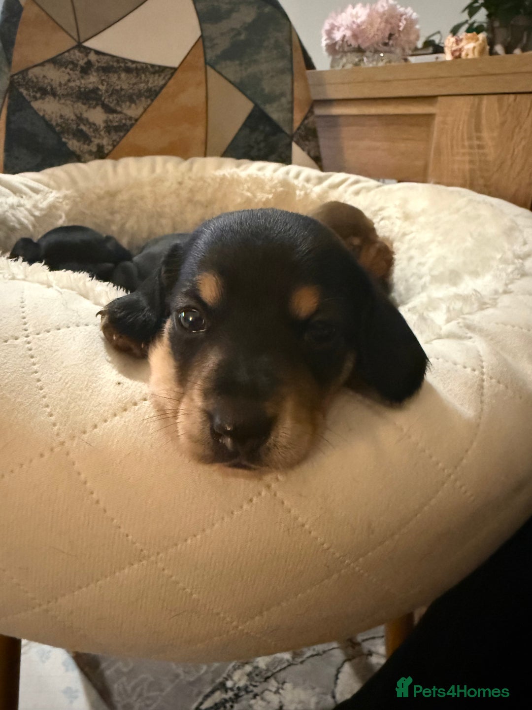 Miniature Dachshund dogs for sale: Miniature Dachshund's   - Advert 20