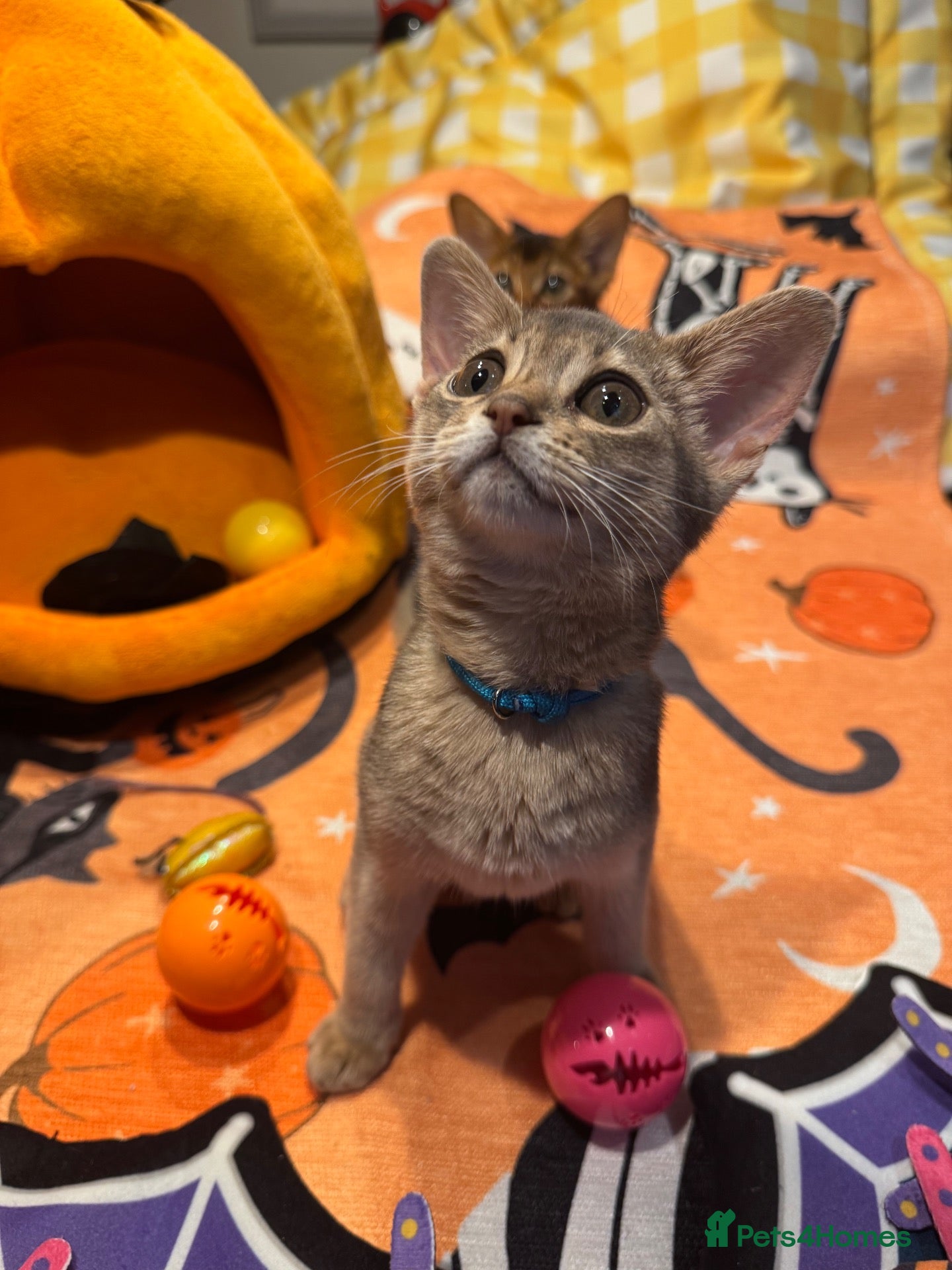Abyssinian cats for sale: Three TICA registered purebred Abyssinian kittens - Advert 1