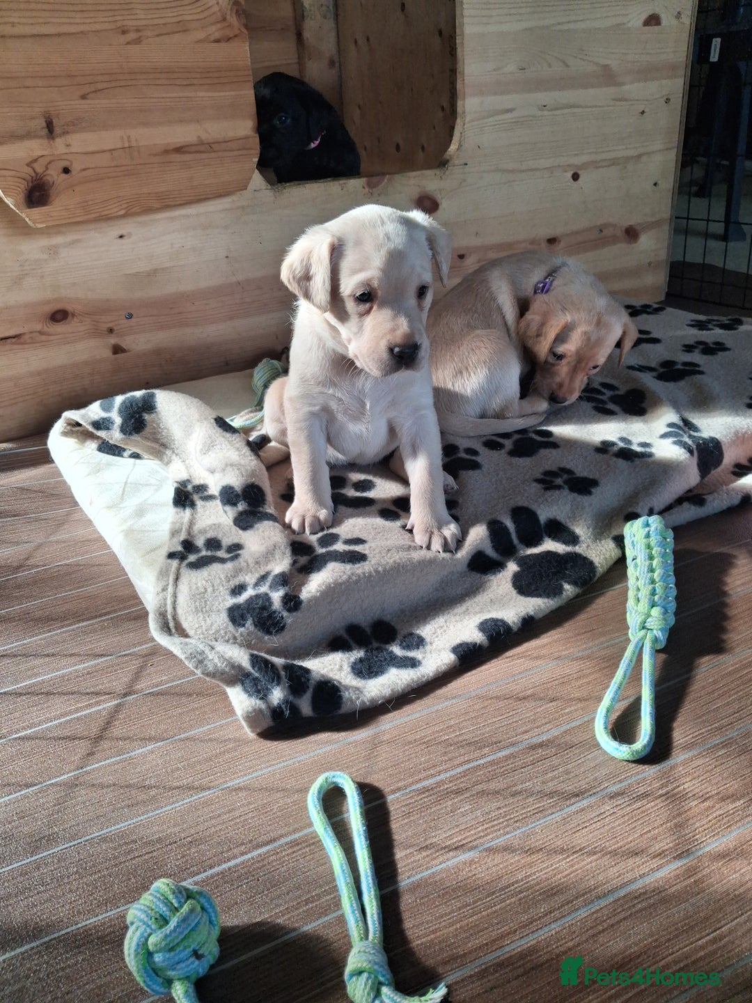 Labrador Retriever dogs for sale: Superb litter for working/competition/pet - Image 12