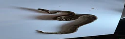 Python Snake reptiles for sale: Ball pythons various reduced  - Advert 10