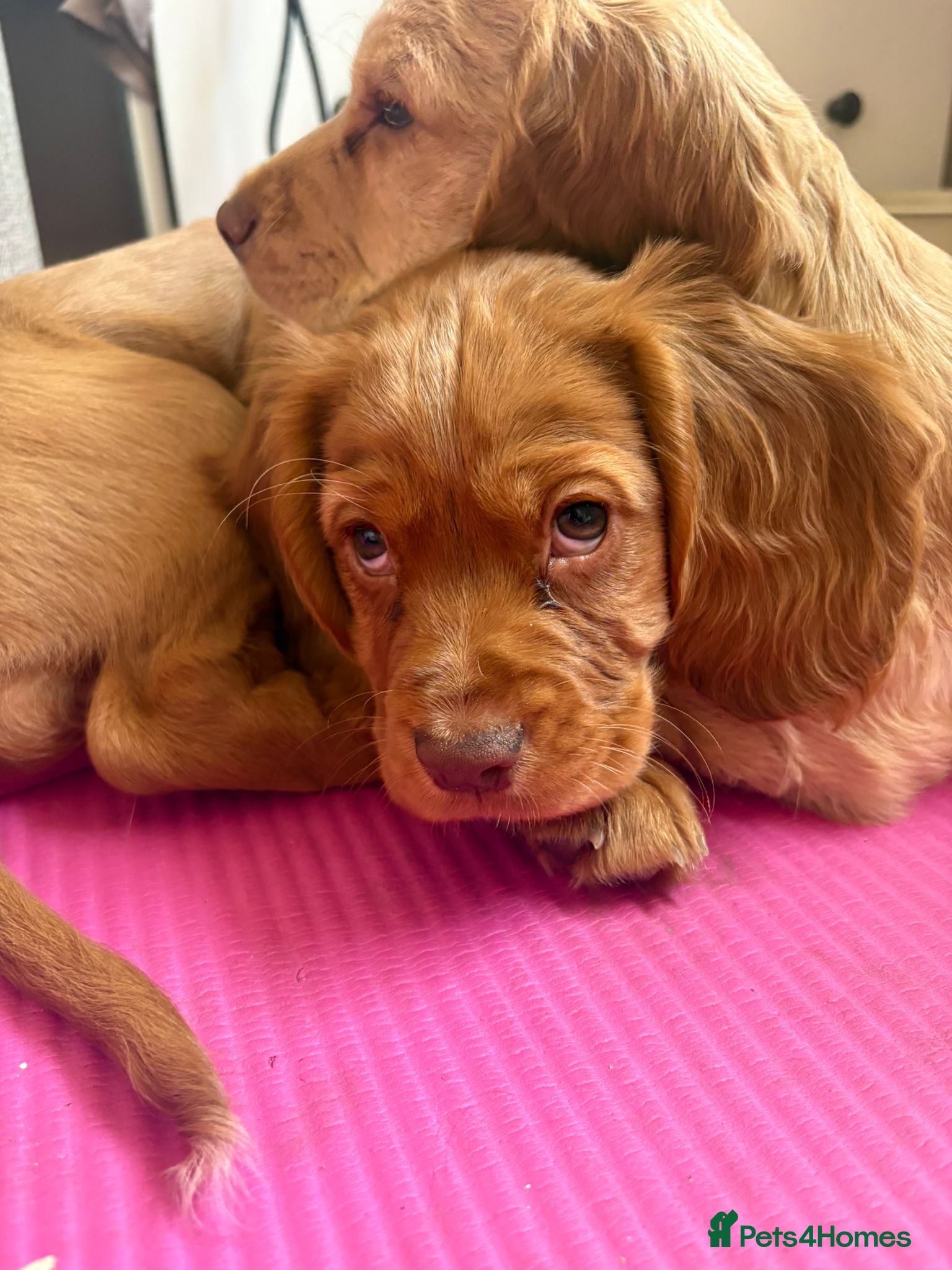 Cocker Spaniel dogs 3 x beautiful cocker spaniel puppies - Advert 17