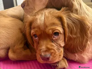 Cocker Spaniel dogs 3 x beautiful cocker spaniel puppies - Advert 7