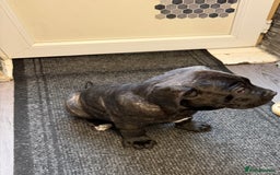 Cane Corso dogs for sale: Cane corso for sale  - Image 1