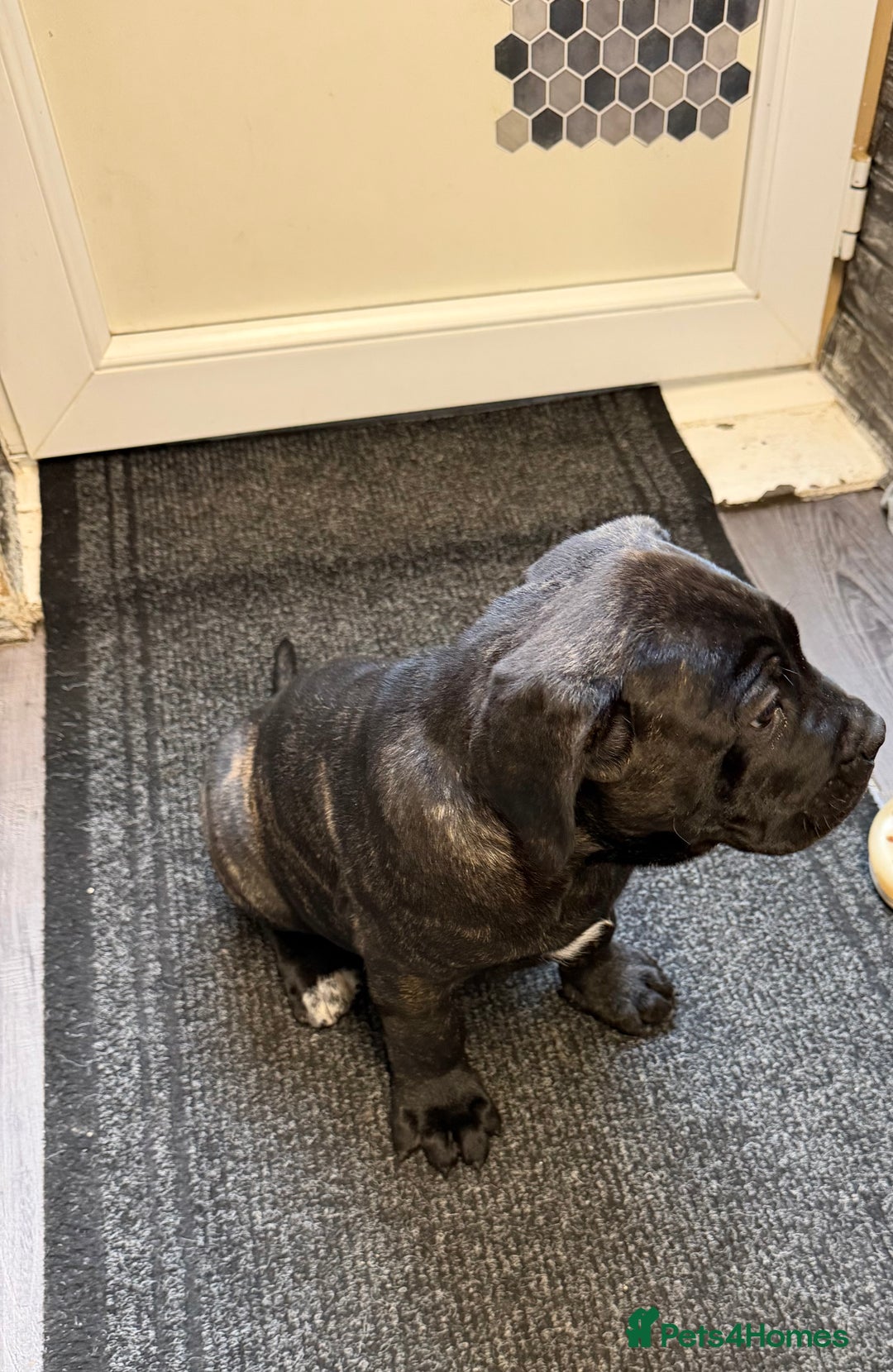 Cane Corso dogs for sale: Cane corso for sale  - Image 1