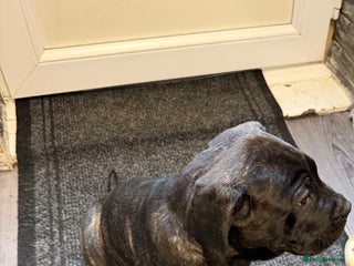 Cane Corso dogs - Advert 4