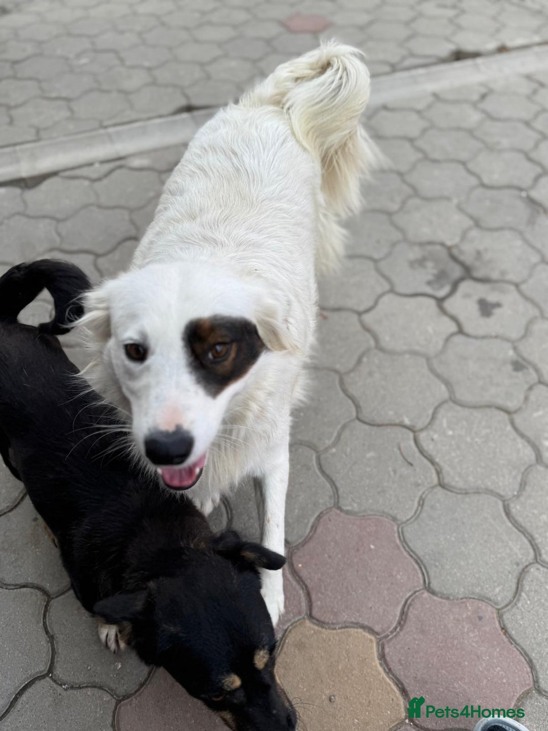 Mixed Breed dogs for adoption: Meet HANNAHH - a Lovely Girl for a Loving Home - Advert 25