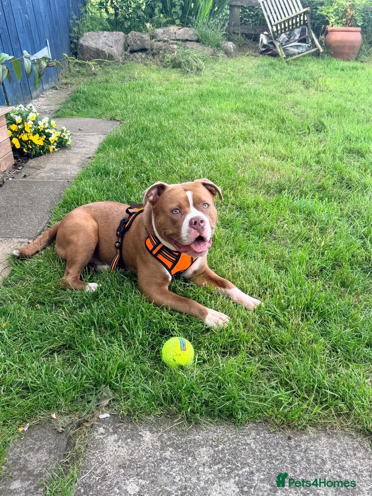 Mixed Breed dogs Bully breed - Advert 3