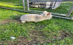 Lionhead rabbits for sale: Lion head  - Image 6