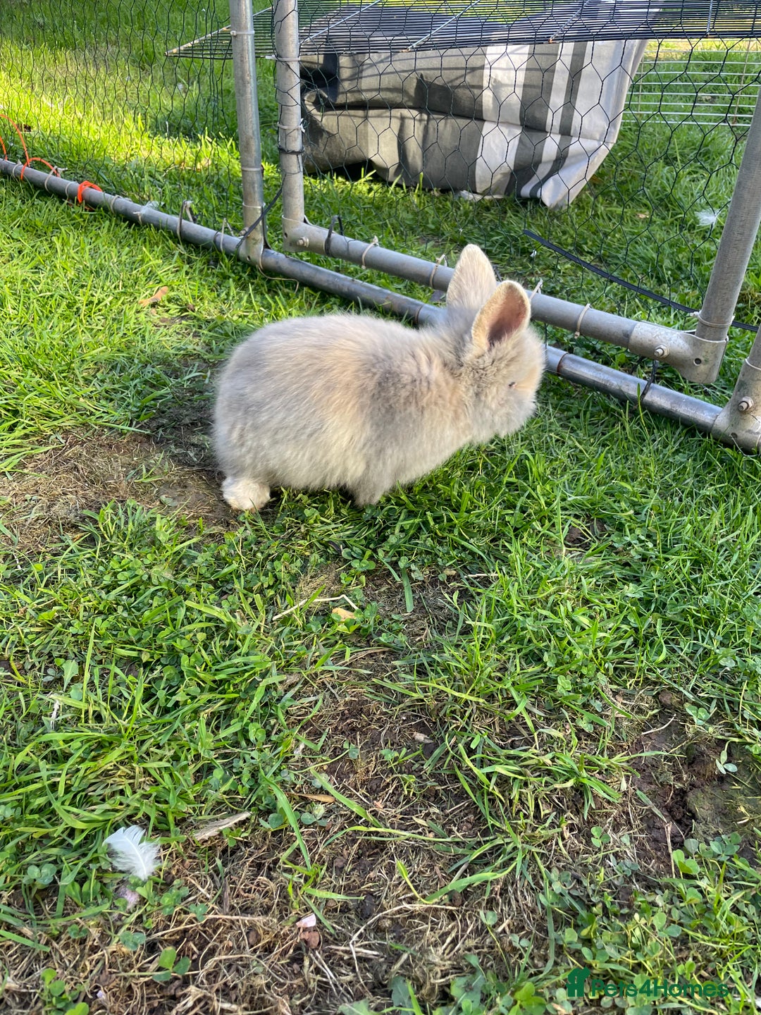 Lionhead rabbits for sale: Lion head  - Image 6