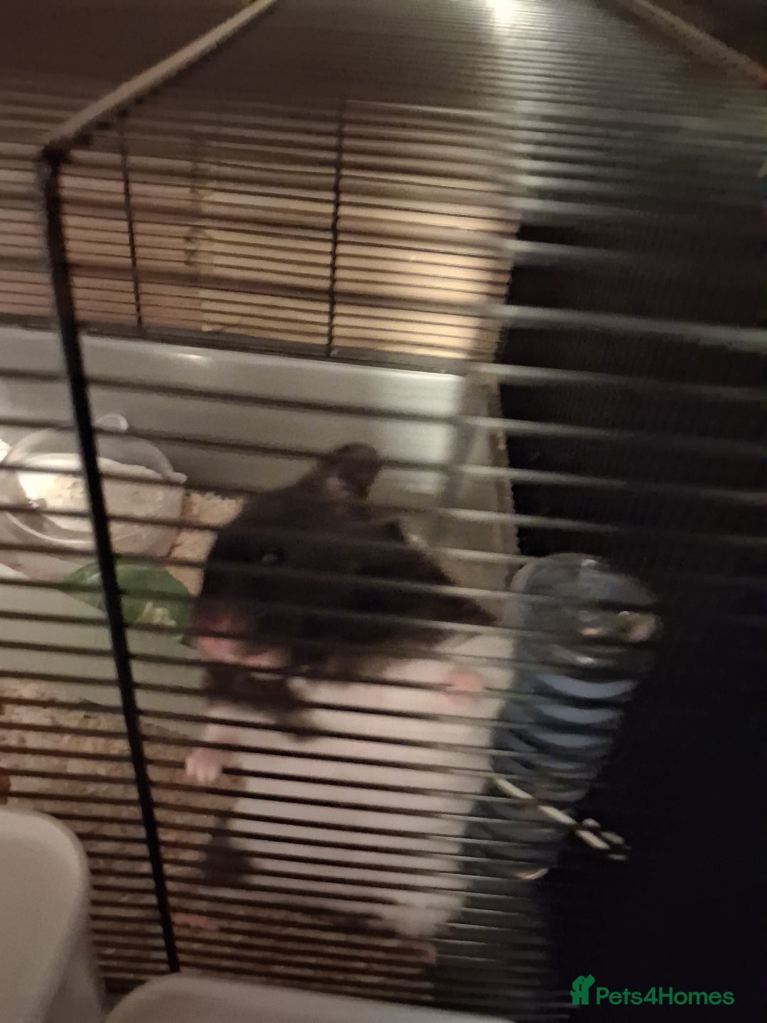 Hamster rodents for sale: 1 male syrian hamster - Advert 4