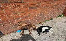 Mixed Breed dogs for sale: Female staff for sale - Image 6