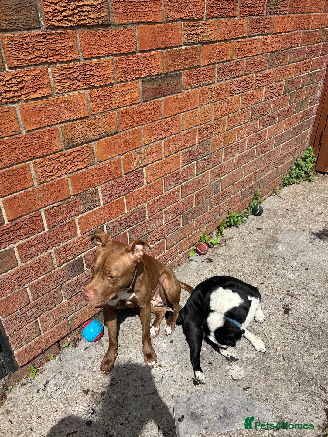 Mixed Breed dogs for sale: Female staff for sale - Image 6