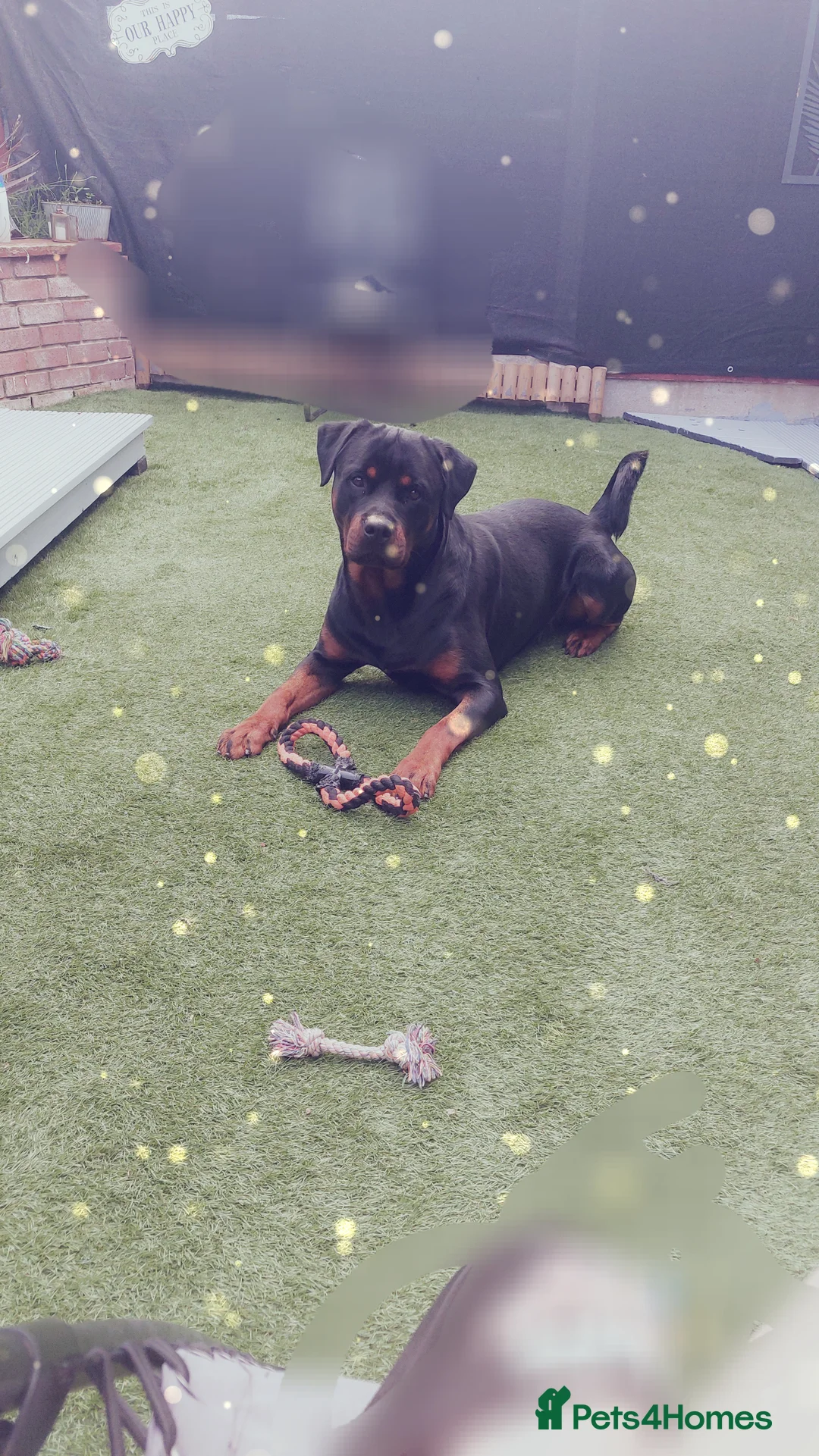 Rottweiler dogs for sale: Male rottweiler  - Advert 2